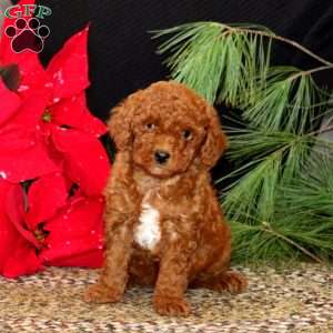 Ivy, Mini Goldendoodle Puppy