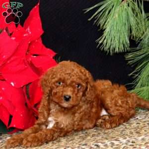 Ivy, Mini Goldendoodle Puppy