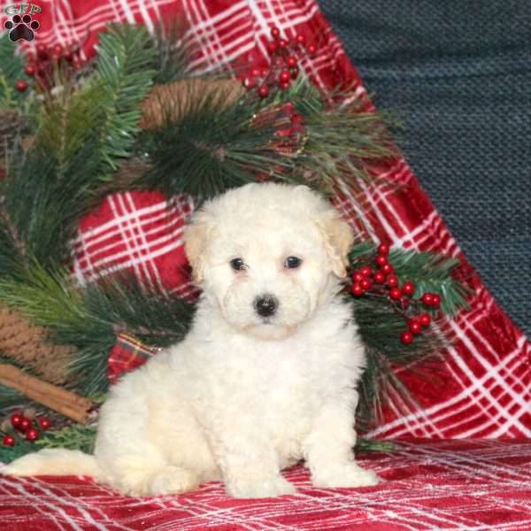 Izzie, Bich-Poo Puppy