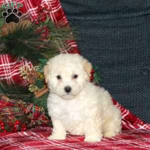 Izzie, Bich-Poo Puppy