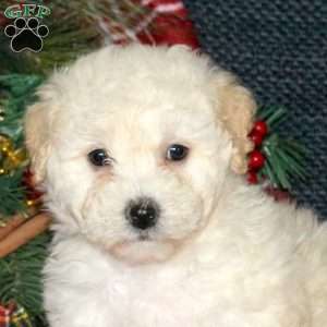 Izzie, Bich-Poo Puppy