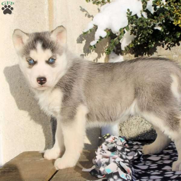 Izzy, Siberian Husky Puppy