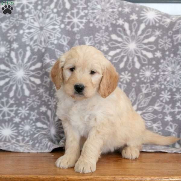 Jack-F1, Mini Goldendoodle Puppy