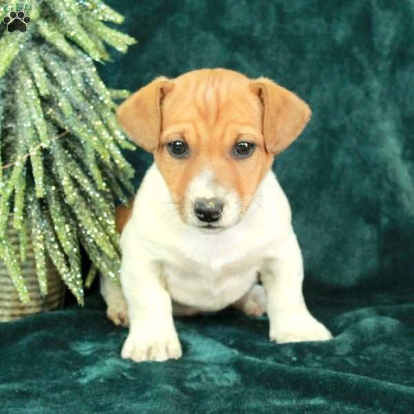 Jack, Jack Russell Terrier Puppy