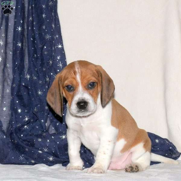 Jack, Beagle Mix Puppy