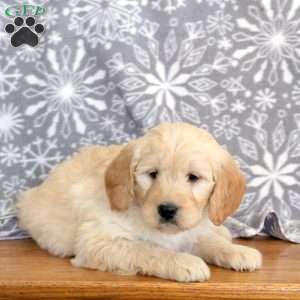 Jack-F1, Mini Goldendoodle Puppy