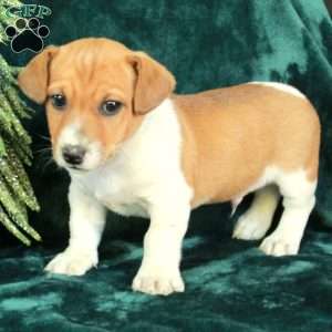 Jack, Jack Russell Terrier Puppy