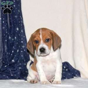 Jack, Beagle Mix Puppy