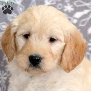 Jack-F1, Mini Goldendoodle Puppy