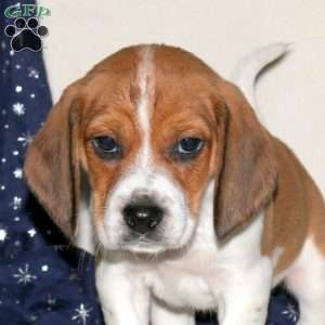Jack, Beagle Mix Puppy