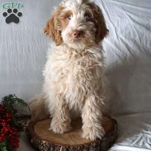 Jack, Goldendoodle Puppy