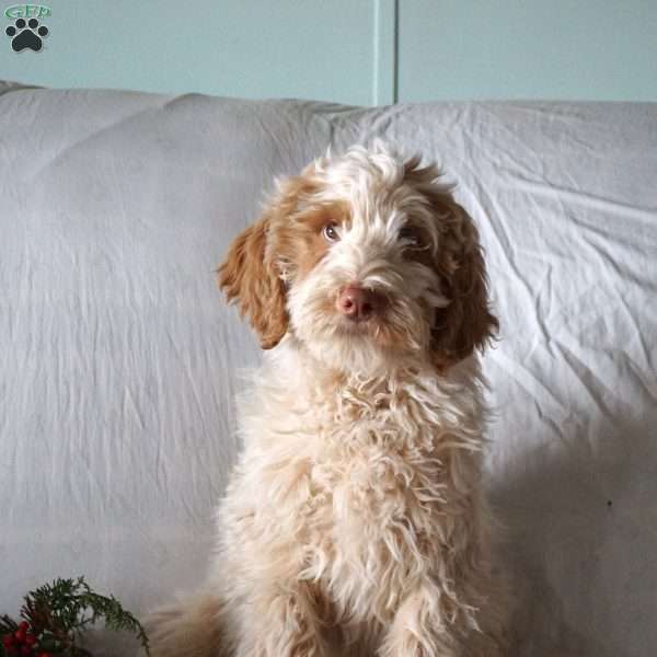 Jack, Goldendoodle Puppy