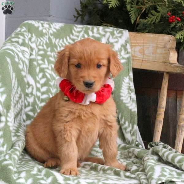 Jackie, Golden Retriever Puppy