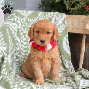 Jackie, Golden Retriever Puppy