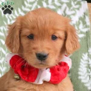 Jackie, Golden Retriever Puppy