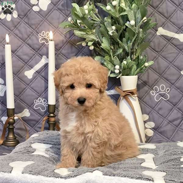 Jackpot, Bich-Poo Puppy