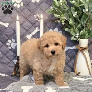 Jackpot, Bich-Poo Puppy