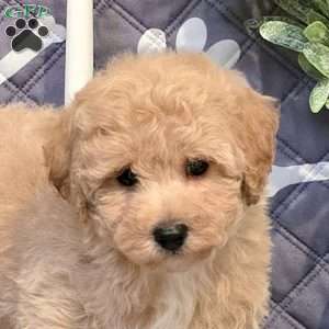 Jackpot, Bich-Poo Puppy