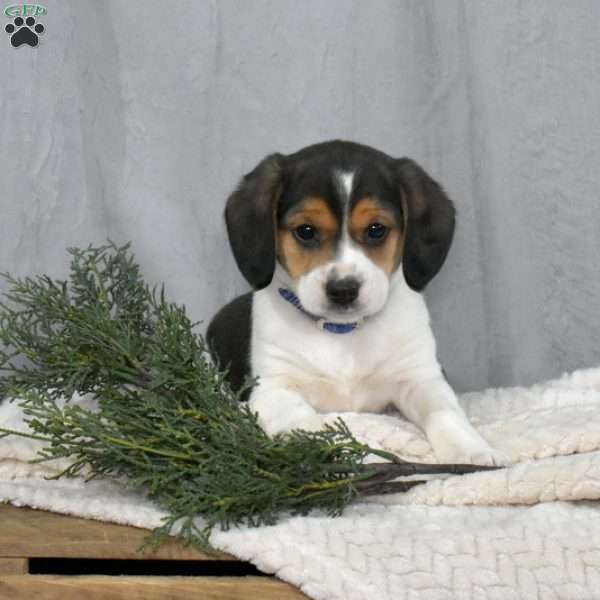 Jackson, Beagle Mix Puppy