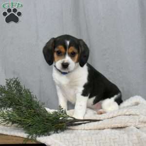 Jackson, Beagle Mix Puppy