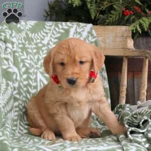 Jackson, Golden Retriever Puppy