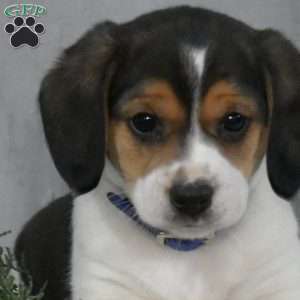 Jackson, Beagle Mix Puppy