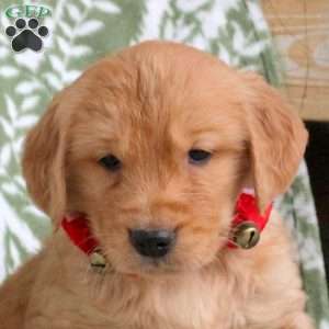 Jackson, Golden Retriever Puppy