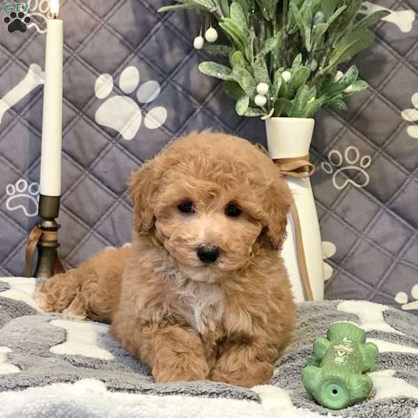 Jadah, Bich-Poo Puppy