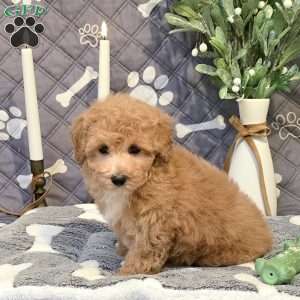 Jadah, Bich-Poo Puppy