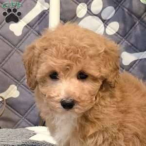 Jadah, Bich-Poo Puppy