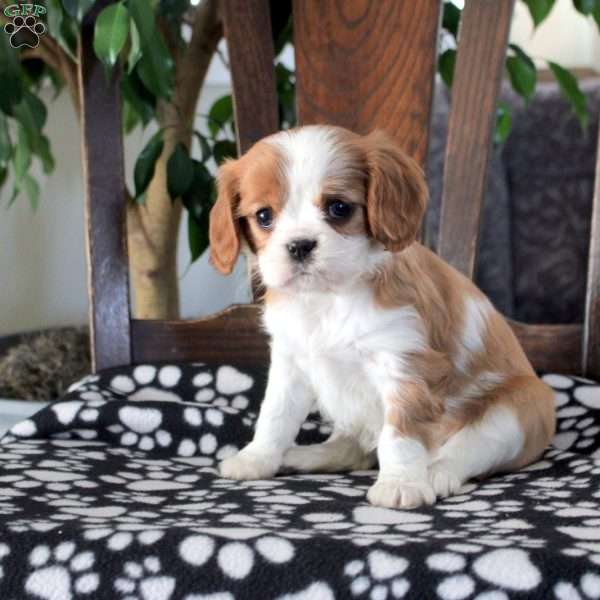 Jade, Cavalier King Charles Spaniel Puppy