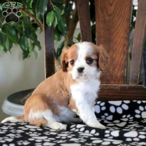 Jade, Cavalier King Charles Spaniel Puppy