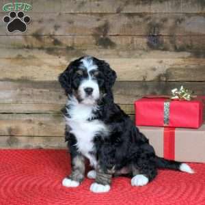 Jade, Bernedoodle Puppy