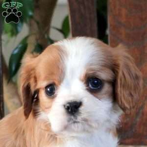 Jade, Cavalier King Charles Spaniel Puppy