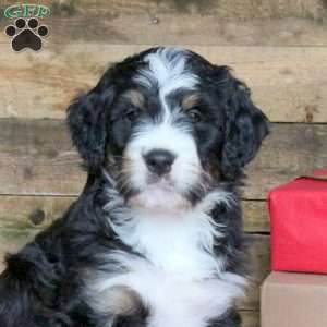 Jade, Bernedoodle Puppy