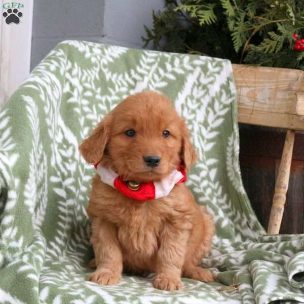 Jake, Golden Retriever Puppy