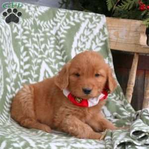 Jake, Golden Retriever Puppy