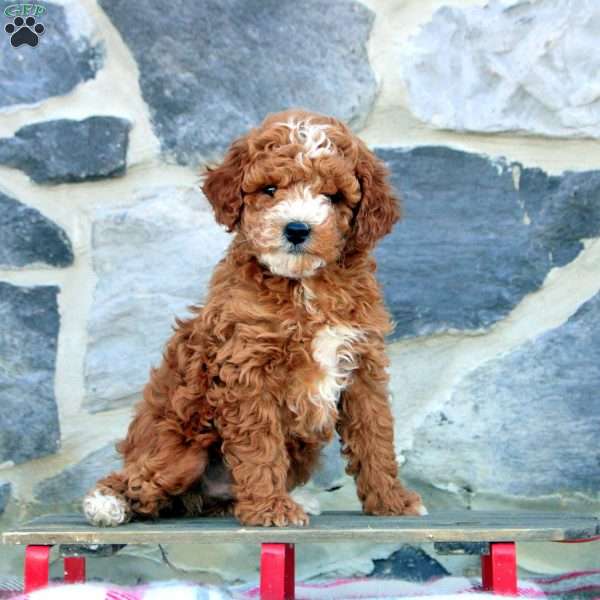 James, Cavapoo Puppy