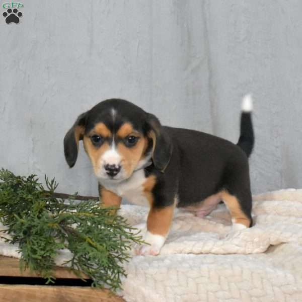 James, Beagle Mix Puppy