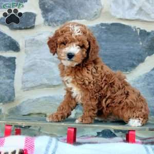 James, Cavapoo Puppy
