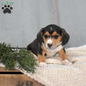 James, Beagle Mix Puppy