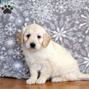 James-F1, Mini Goldendoodle Puppy