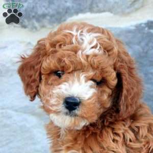 James, Cavapoo Puppy