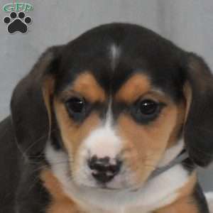 James, Beagle Mix Puppy