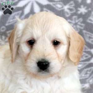 James-F1, Mini Goldendoodle Puppy