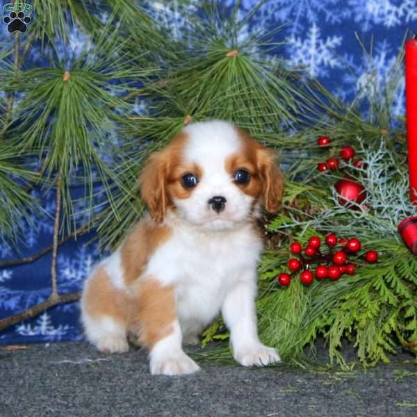 Jamie, Cavapoo Puppy