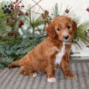 Jamie, Goldendoodle Puppy