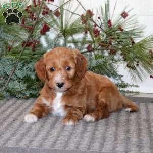 Jamie, Goldendoodle Puppy
