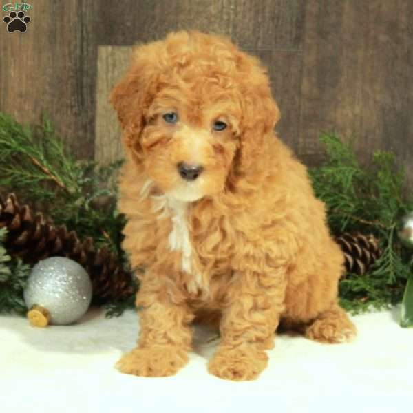 Jane, Miniature Poodle Puppy