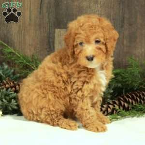 Jane, Miniature Poodle Puppy